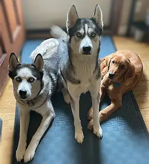 Andrea's Waggy Indoor Dream Team Woofs