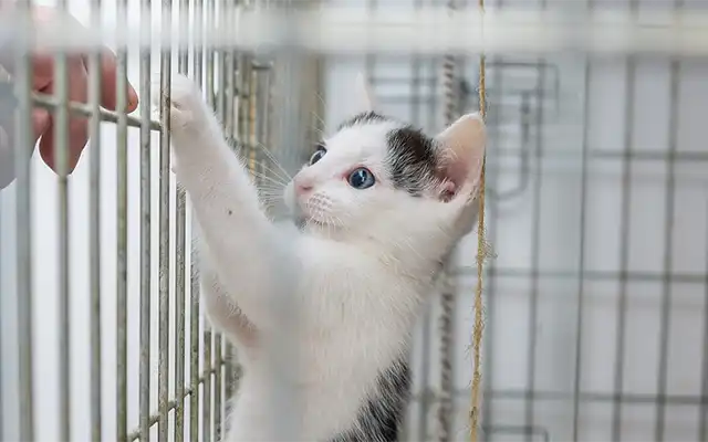Cat in a shelter waiting for adoption