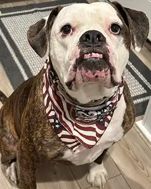 Pet Dog Rocky the Landlord